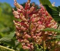 Aesculus pavia 'Rosea Nana' - Rode Pavia  - 1