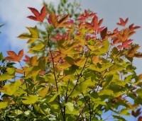 Liquidambar formosana 'Ellen' - Speciale amberboom met Aziatische roots - 4