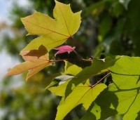 Liquidambar formosana 'Ellen' - Speciale amberboom met Aziatische roots - 5