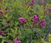 Indigofera heterantha - Indigostruik - 1