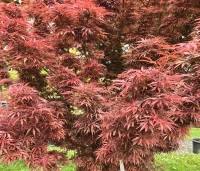 Acer palmatum 'Jerre Schwartz' - Japanse Esdoorn 'Jerre Schwartz' - 3