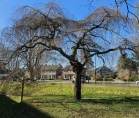 Betula pendula 'Youngii' - Prieelberk - 1
