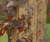 opkweek rode beuk tot beukenblokken