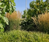 Carex morrowii 'Irisch Green'  - Japanse zegge 'Irish Green' - 1