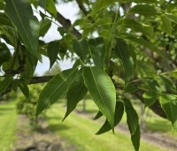 Phellodendron amurense - Amur kurkboom - 6