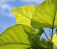 Catalpa bignonioides 'Aurea' - Gouden trompetboom - 3