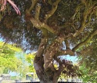 Acer palmatum 'Dragon Fire' - Japanse Esdoorn Dragon Fire - 6