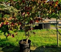 Cercis canadensis 'Merlot - Roodbladige Judasboom 'Merlot' - 4