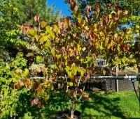 Cercis canadensis 'Merlot - Roodbladige Judasboom 'Merlot' - 3