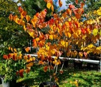 Cercis canadensis 'Merlot - Roodbladige Judasboom 'Merlot' - 2