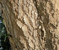 paulownia tomentosa - paulownia tomentosa - 5