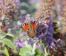 Buddleja davidii 'Lochinch'