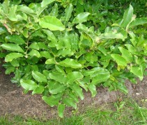 Magnolia loebneri 'Leonard Messel' blad