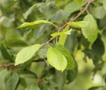 Prunus domestica jongblad
