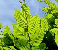 Carpinus betulus - Haagbeuk - 3