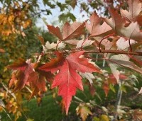 Acer x freemanii 'Autumn Blaze' - Acer x freemanii 'Autumn Blaze' (Jeffersred) - 1