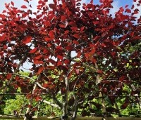 Prunus cerasifera 'Nigra' - Roodbladige kerspruim - 1