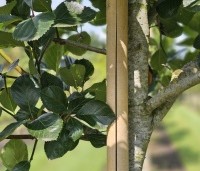 Crataegus prunifolia persimilis 'Splendens' - Pruimbladige meidoorn - 5