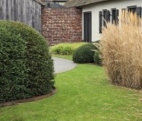 Taxus baccata - Venijnboom - Taxus wolken en bollen