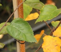 Betula utilis 'Doorenbos'