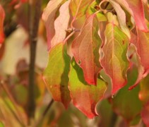 herfst 1