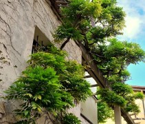 Wisteria sinensis