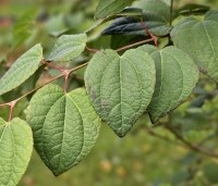 Cercidiphyllum japonicum  - Katsuraboom - 2