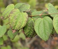 Cercidiphyllum japonicum  - Katsuraboom - 3