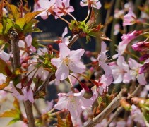 Prunus Okame