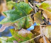 Quercus ithaburensis 'Hemelrijk Silver' - Semi- wintergroene eik 'Hemelrijk Silver' -  herfstblad
