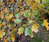Liriodendron tulipifera 'Aureomarginatum' - Tulpenboom 'Aureomarginatum' - 1