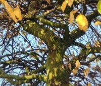 Carpinus betulus 'Pendula' - Treur haagbeuk - 7