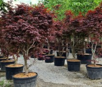 Acer palmatum Fireglow