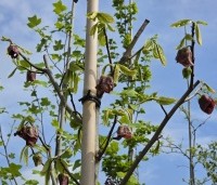 Asimina triloba - Pawpaw - 2 bloeit in mei