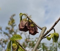 Asimina triloba - Pawpaw - bloeit in mei