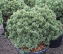 Pinus watereri / Grove den 'Watereri'