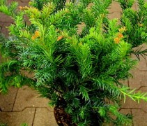 Taxus baccata 'Repandens'