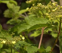 Viburnum opulus bloesem