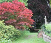 Acer Palmatum Atropurpureum