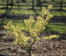 Hamamelis Arnold's Promise