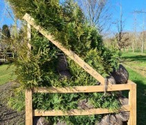 Thuja occidentalis 'Brabant'