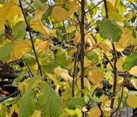 Corylus avellana - Gewone hazelaar - 1
