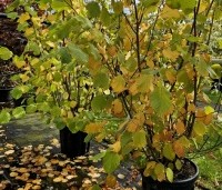 Corylus avellana - Gewone hazelaar - 2