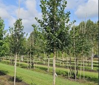 Crataegus prunifolia persimilis 'Splendens' - Pruimbladige meidoorn - 6