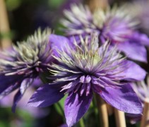 Bosrank 'Multi Blue' klimplant met dubbel, blauw kleurige bloemen