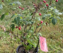 Herfstframboos 'Heritage' in C5 pot