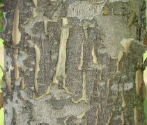 Platanus x hispanica 'Malburg' stam