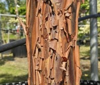 Acer griseum - Papieresdoorn - 1