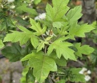 Malus trilobata - Libanese wilde appel - 4