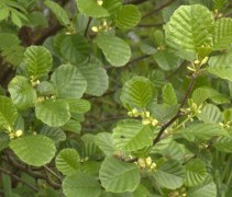 Blad van de zwarte els
